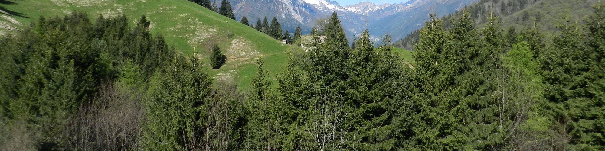 Denunce taglio piante